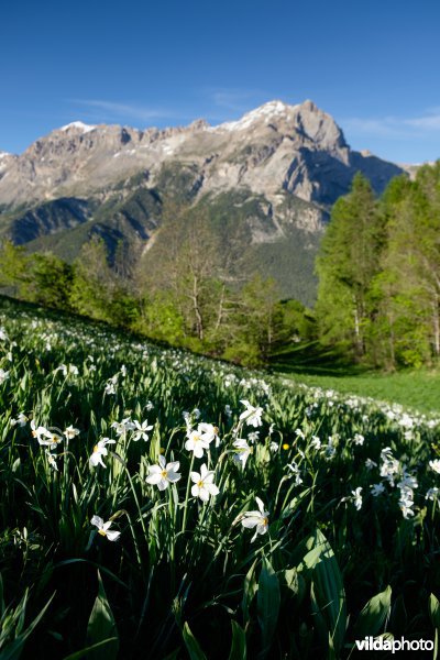 Witte narcis