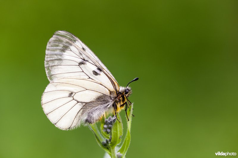 Zwarte apollovlinder