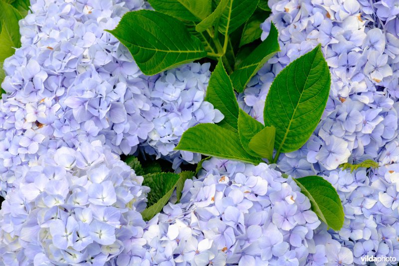 Hortensia