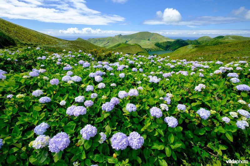 Natuurgebied op Flores