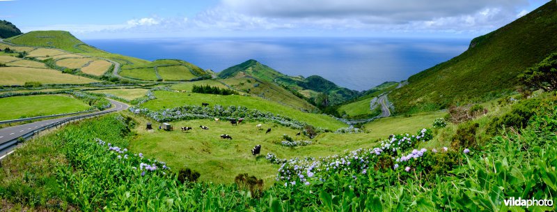 Landbouwlandschap op Flores