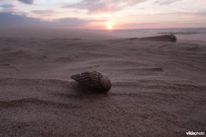 Vlieland