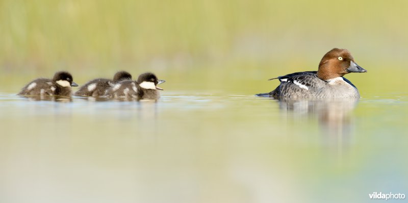 Vrouwtje van Brilduiker