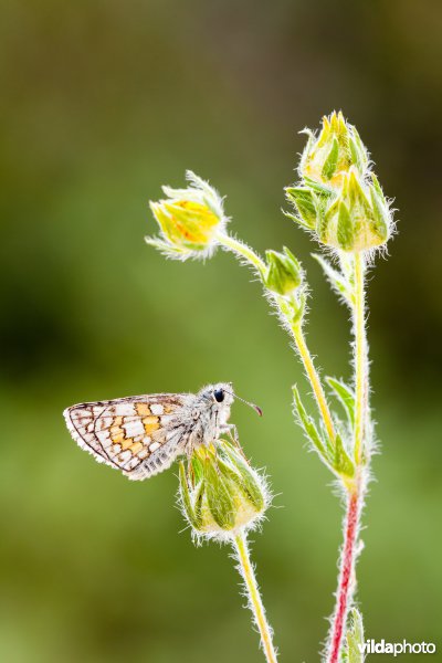 Geelbandspikkeldikkopje