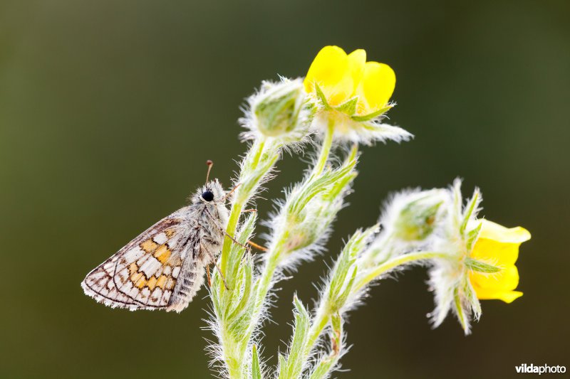 Geelbandspikkeldikkopje