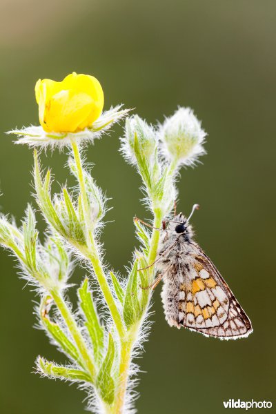 Geelbandspikkeldikkopje