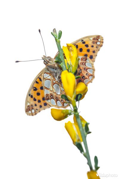 Kleine parelmoervlinder