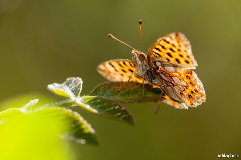 Kleine parelmoervlinder