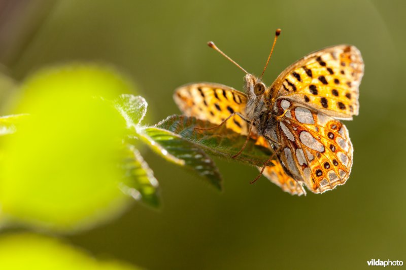 Kleine parelmoervlinder