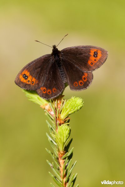Zuidelijke erebia