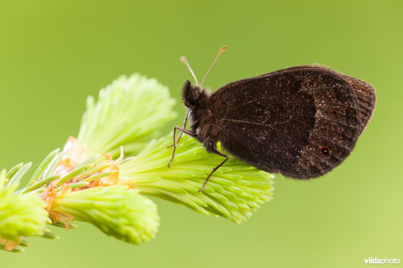 Zuidelijke erebia