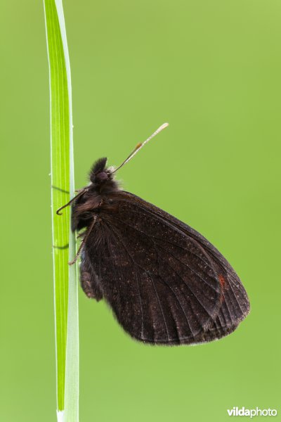 Zuidelijke erebia