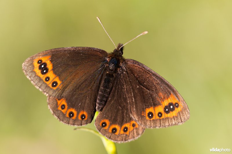 Zuidelijke erebia
