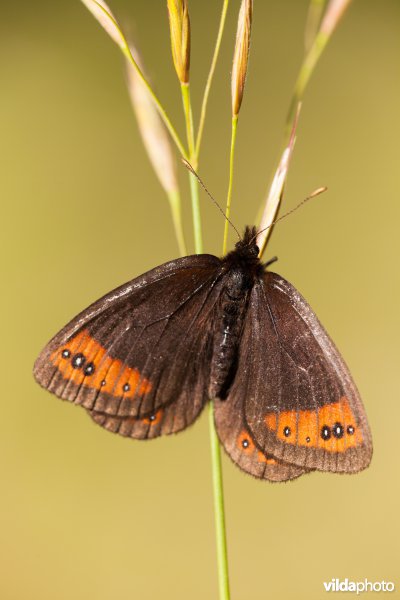 Zuidelijke erebia