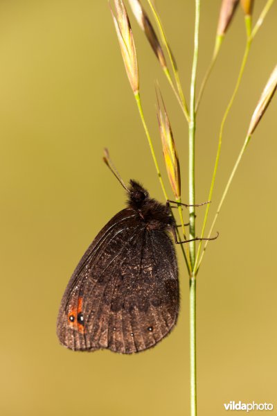 Zuidelijke erebia