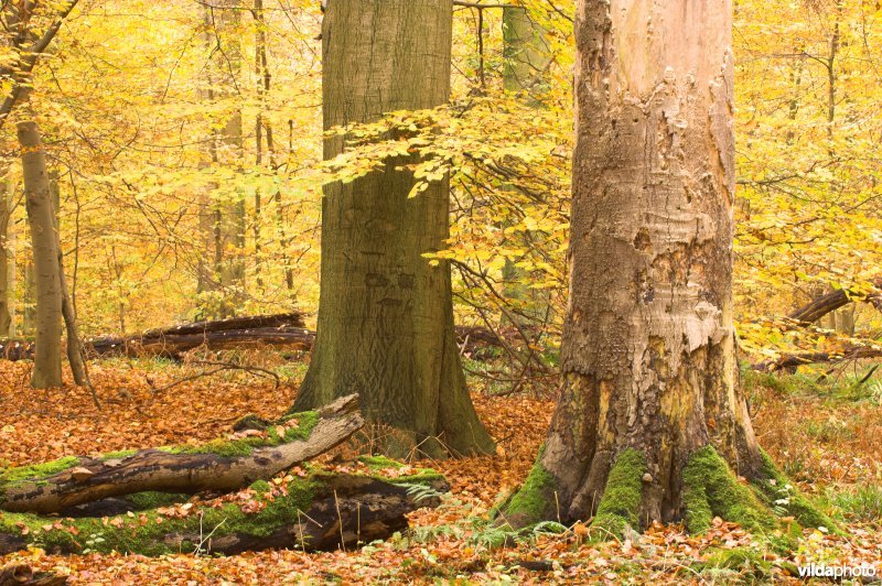 Bosreservaat Kersselaerspleyn