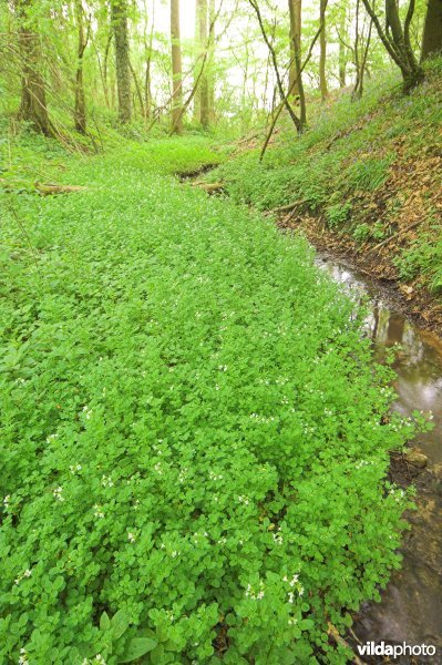 Bosreservaat Kluisbos