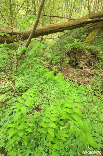 Bosreservaat Kluisbos