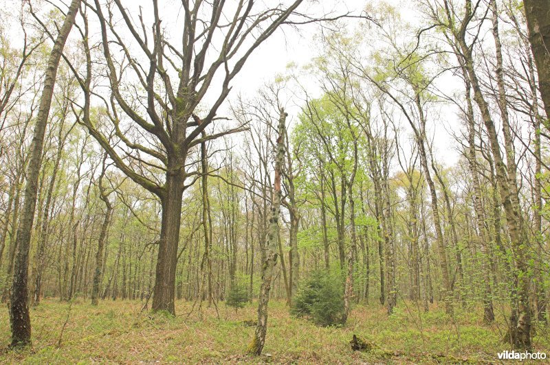 Bosreservaat Veursbos