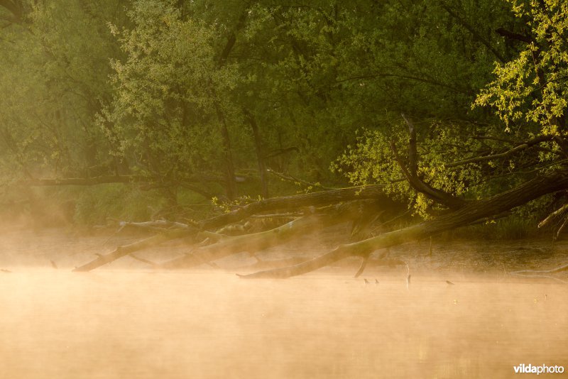 Wilgenbos in de Biesbosch