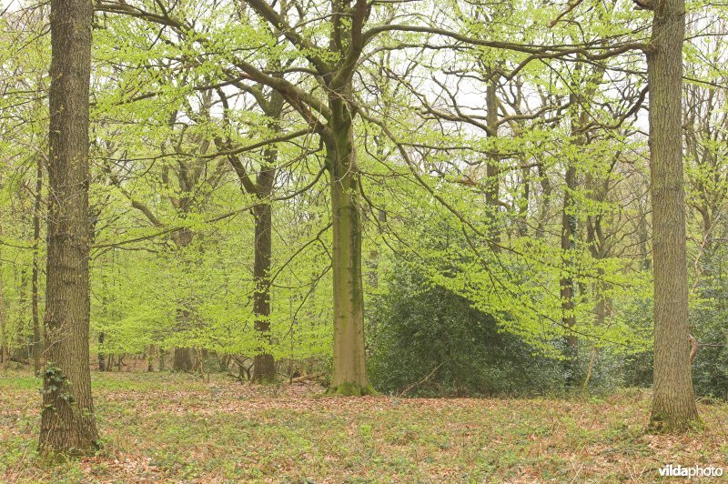 Bosreservaat Veursbos