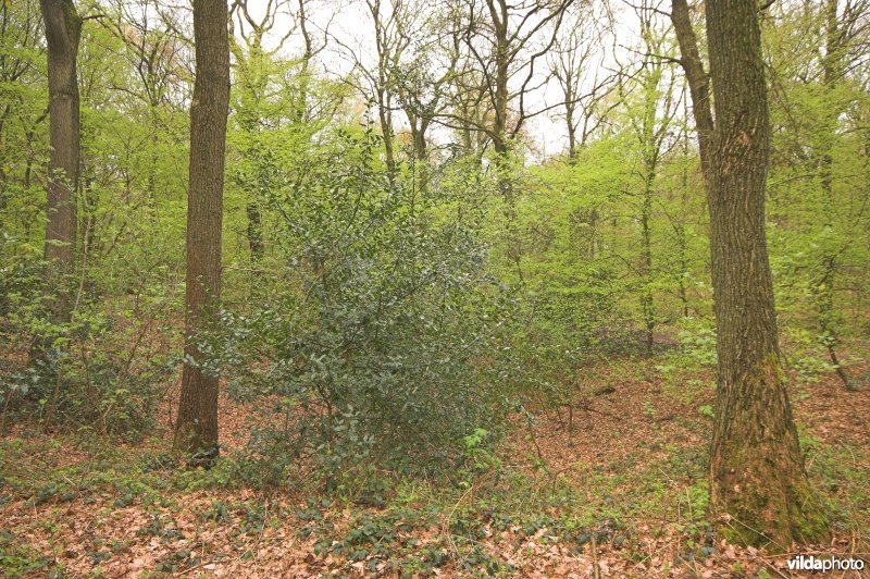 Bosreservaat Veursbos