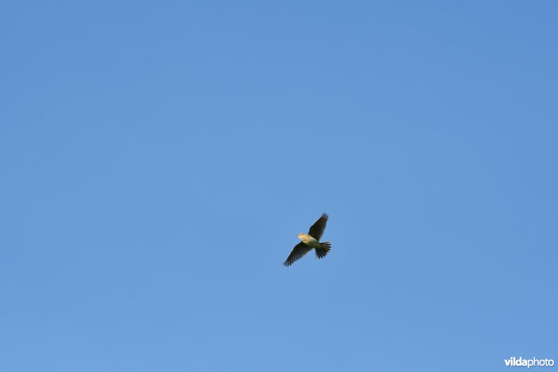 Zingende Veldleeuwerik