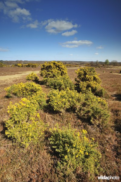 Nationaal Park New Forest
