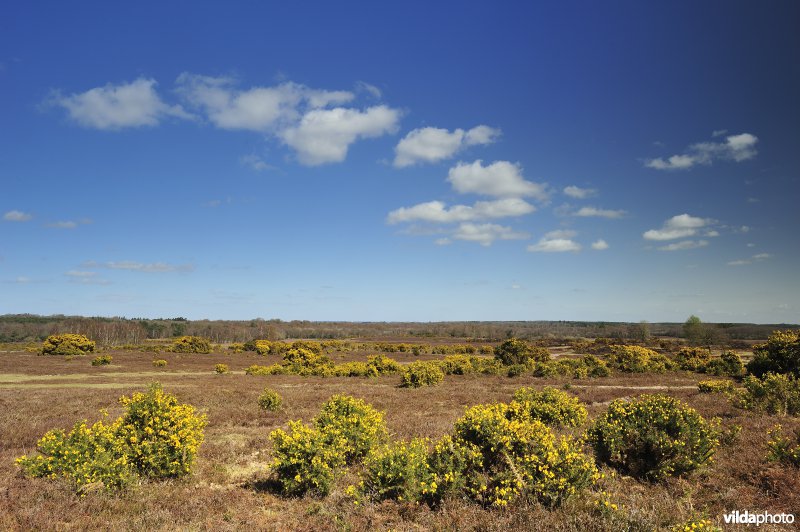 Nationaal Park New Forest