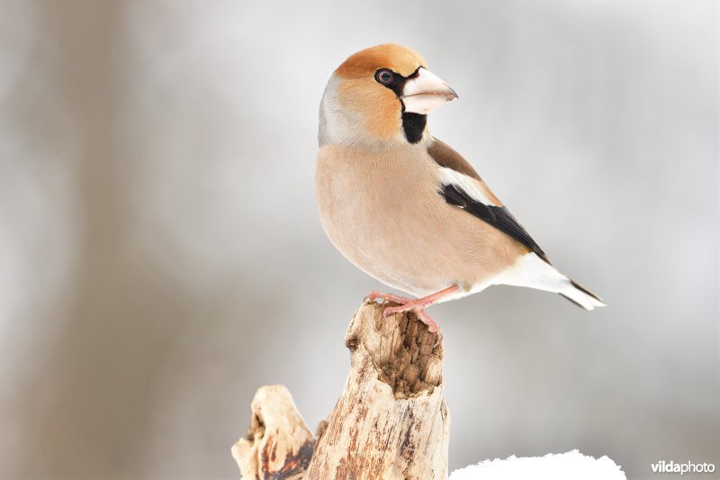 Appelvink