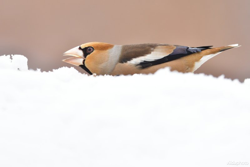 Appelvink in dreighouding