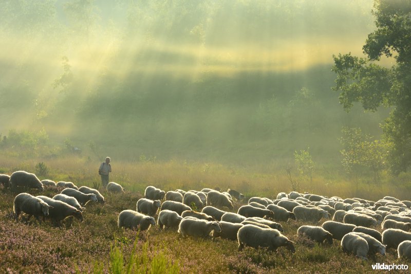 Schaapsherder op de Mechelse heide