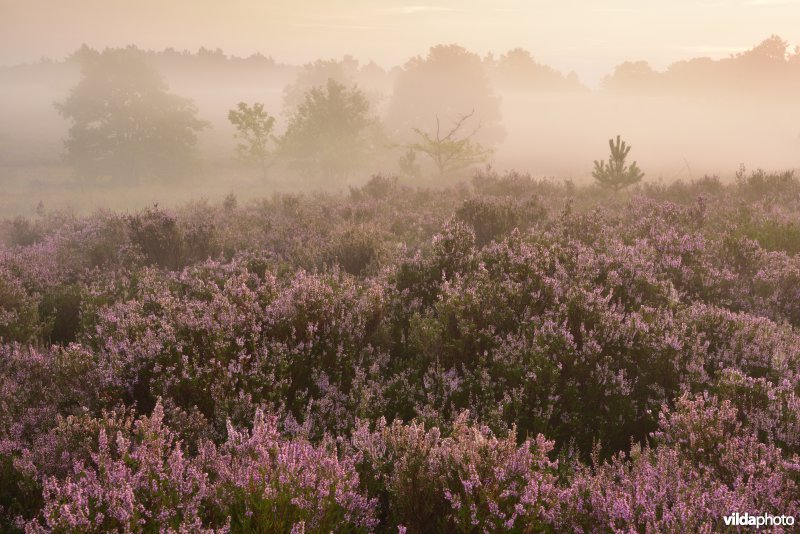 Mechelse heide