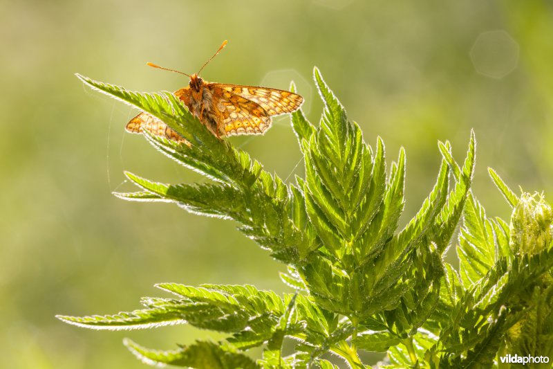 Moerasparelmoervlinder