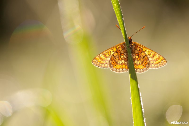 Moerasparelmoervlinder