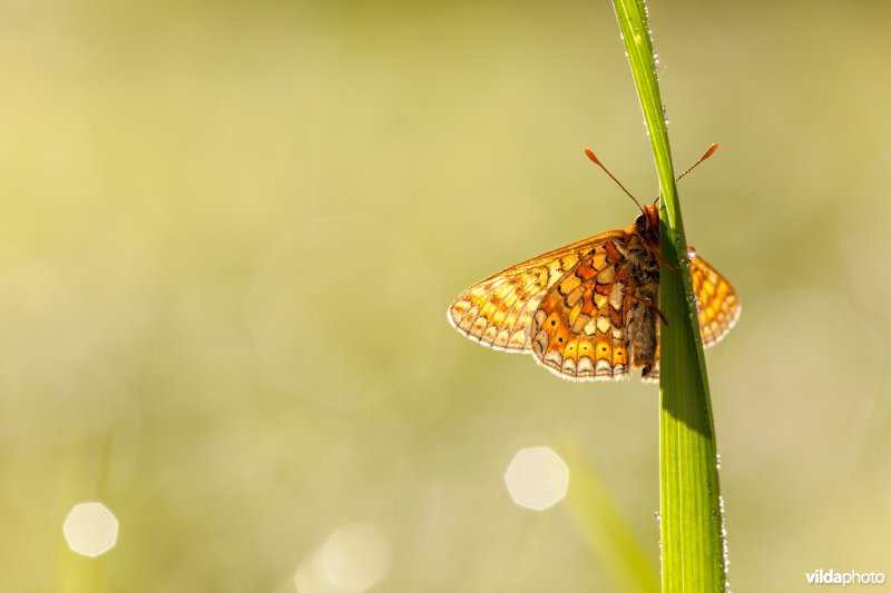 Moerasparelmoervlinder