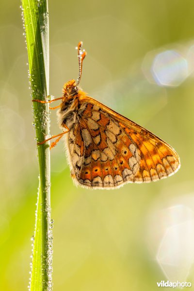 Moerasparelmoervlinder