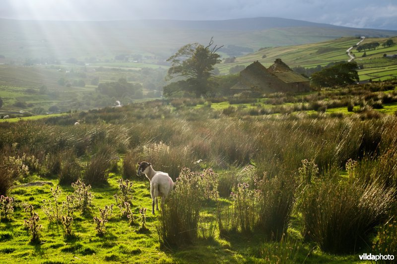 North Pennines