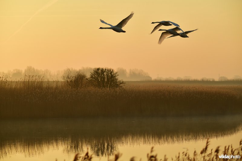 Knobbelzwanen over de Zoutekreek