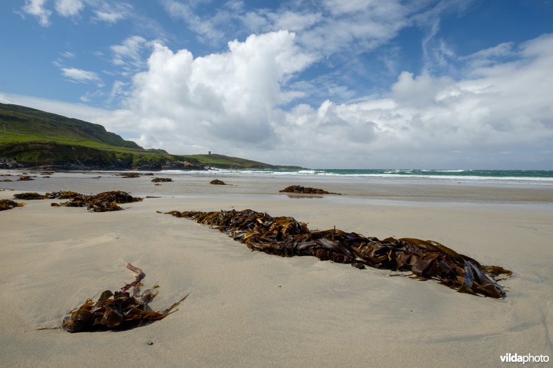 Aangespoeld zeewier