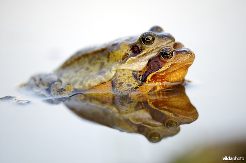 Bruine kikkers in amplexus