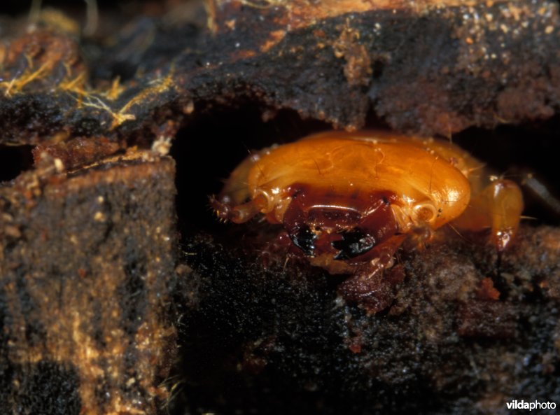 Larve van zwartkopvuurkever