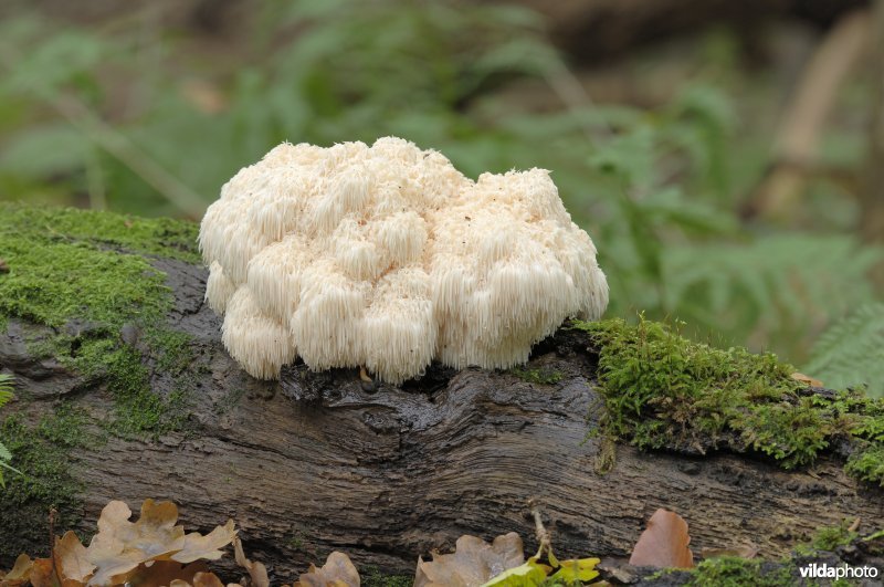 Pruikzwam in bosreservaat 