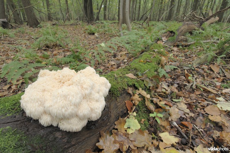 Pruikzwam in bosreservaat 