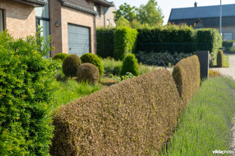 Buxus met buxusmot