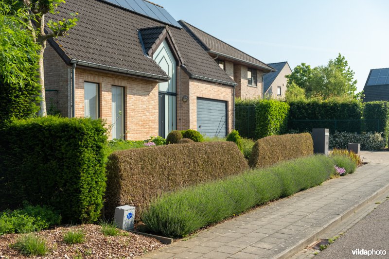 Buxus met buxusmot
