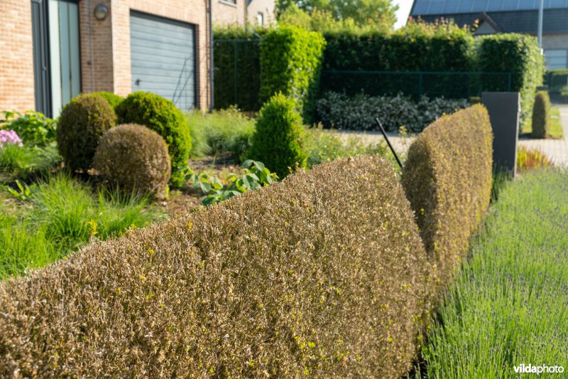 Buxus met buxusmot