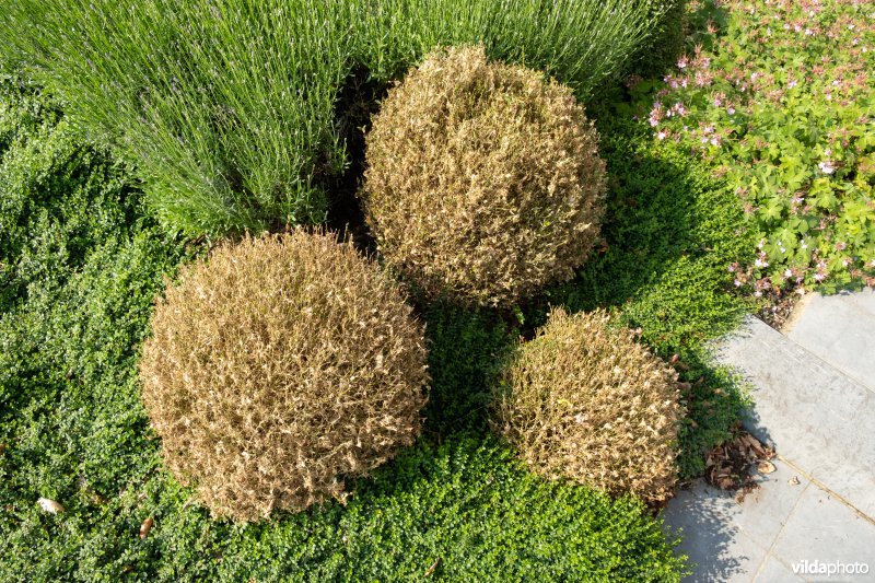 Buxus met buxusmot