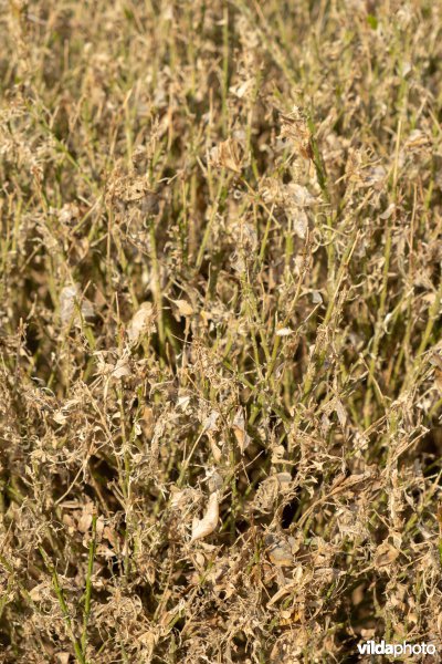 Buxus met buxusmot