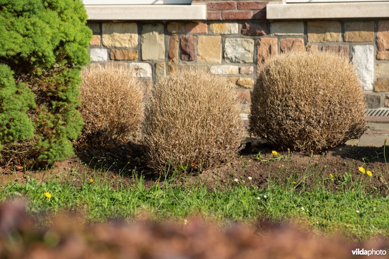 Buxus met buxusmot